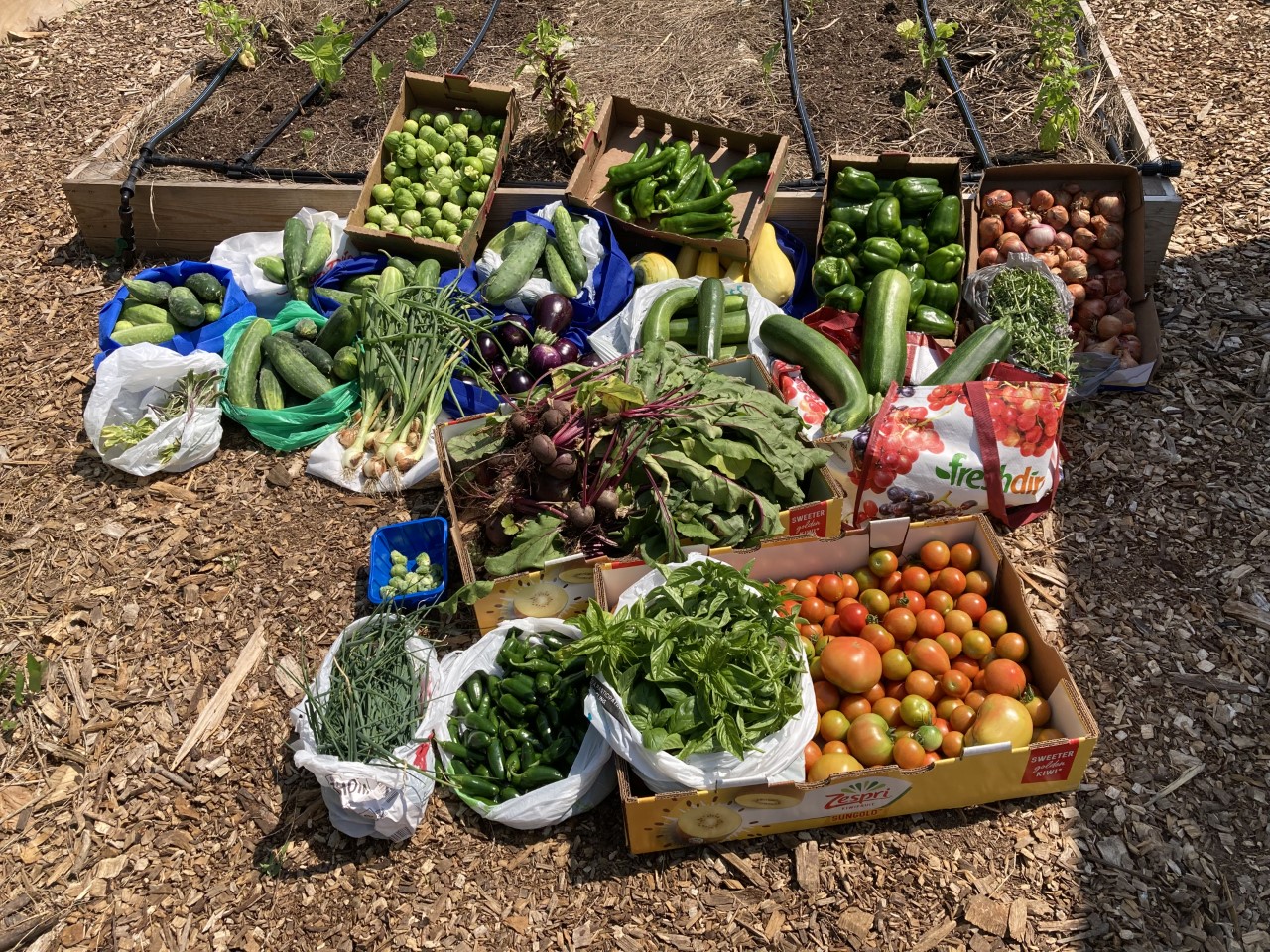 BGG harvest